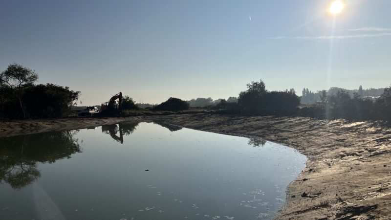 Neue Lebensräume für bedrohte Amphibien in Worms