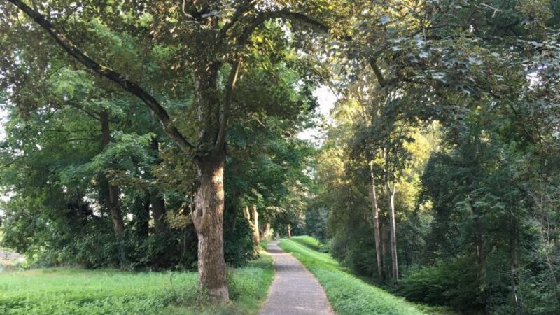 Sanierung des Rheinhochwasserdamms RHWD XXXIX, Mannheim-Neckarau