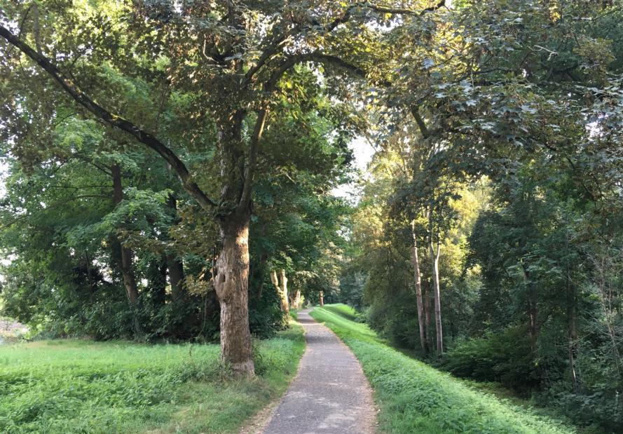 Sanierung des Rheinhochwasserdamms RHWD XXXIX, Mannheim-Neckarau