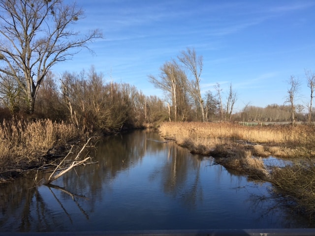 Reserveraum für Extremhochwasser am Rhein